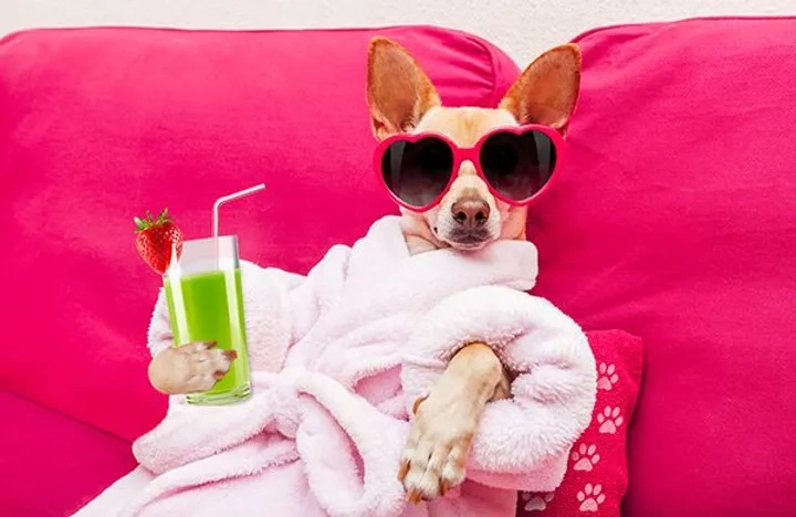 Chihuahua wearing a robe and a pair of sunglasses while holding a drink